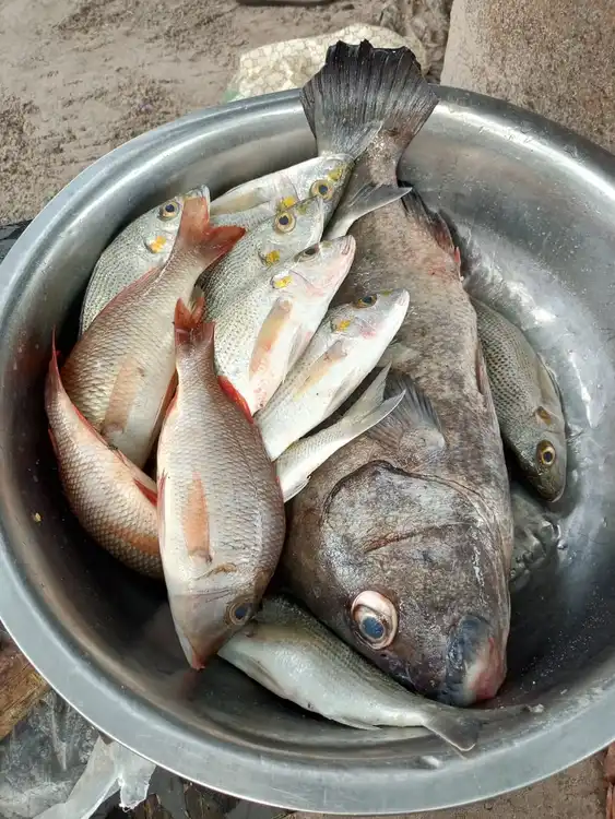 Poisson