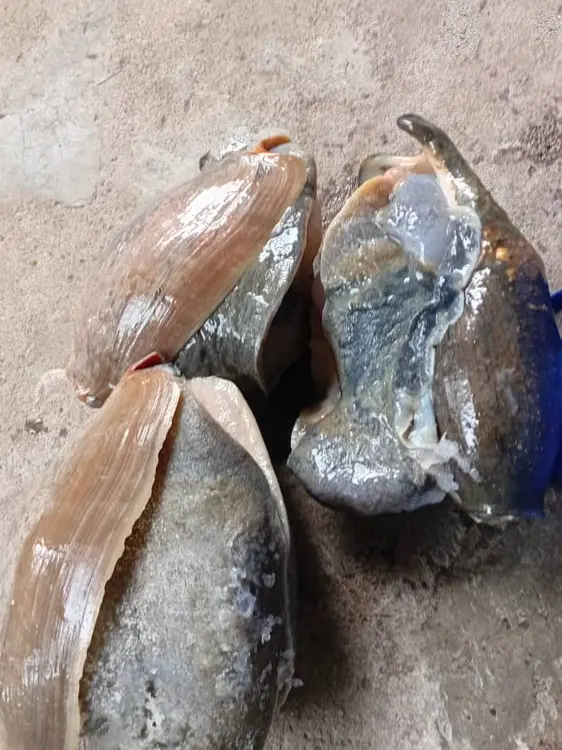 Escargo  de  mer